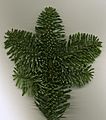 Abies procera