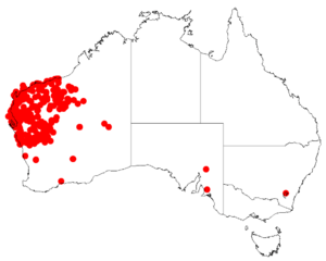 Acacia sclerospermaDistMap798.png