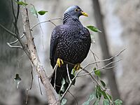 African Olive Pigeon RWD4