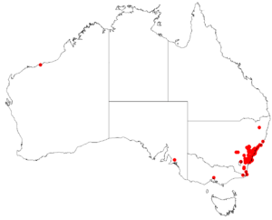 AllocasuarinadistylaDistributionMap14.png