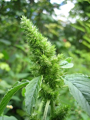 Amaranthus retroflexus flower1.jpg