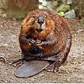 American Beaver