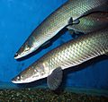 Arapaima leptosoma 2009 G1