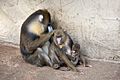 Artis Mandrill family - Artis Royal Zoo (10037453526)