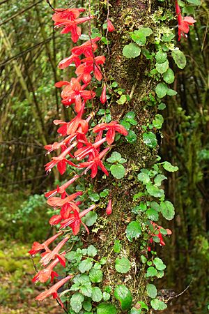 Asteranthera ovata (3163923562)