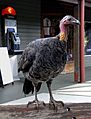 Australian Brush-Turkey Telephone