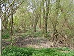 Baston Fen Nature Reserve - geograph.org.uk - 404244.jpg