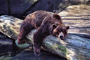 Bear Sleeping (11842384304)