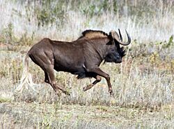 Black Wildebeest