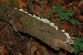 BracketFungus