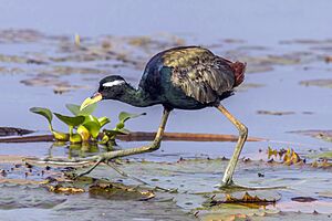 Bronze-winged jacana (Metopidius indicus).jpg