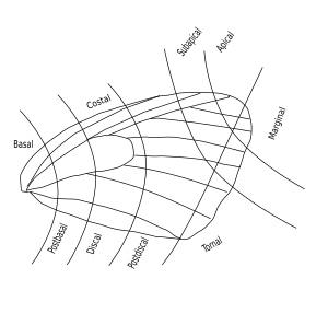 Butterfly wing zones