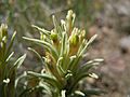 Castilleja pallescens inverta (5445775710).jpg