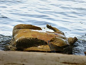 Chelonia mydas (poached)