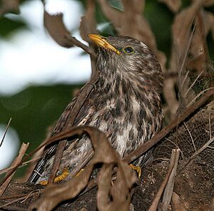 Common Hawk Cuckoo I2 IMG 0801