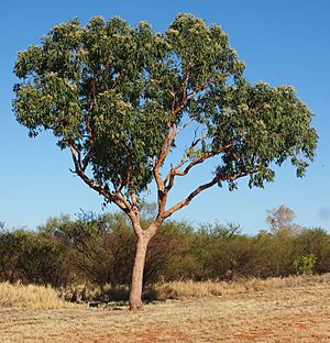 Corymbia terminalis habit.jpg