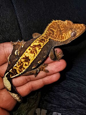 Crested gecko juvenile