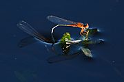 Damselflies (27871091564)