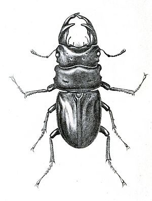 Dorcus hopei