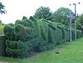 Dragon hedge