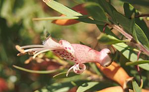 Eremophila mac.jpg