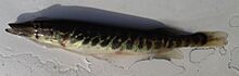 Esox americanus UMFS 2014.jpg