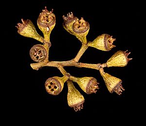 Eucalyptus fibrosa fruit