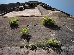 Flickr - Sigfrid Lundberg - Wall-rue, Asplenium ruta-muraria