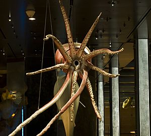 Giant squid