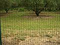 Glanum-snail-climb-fence-5763