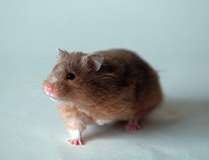 Golden hamster front 1.jpg