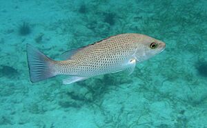 Grey snapper - Lutjanus griseus.jpg