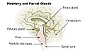 Illu pituitary pineal glands