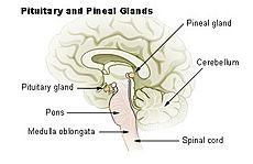 Illu pituitary pineal glands