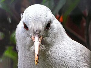 Juvenile kagu