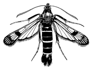 LEPI Sesiidae Synanthedon tipuliformis