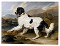 Landseer, Edwin Henry (Sir, RA) - Lion- A Newfoundland Dog - Google Art Project