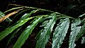 Leaves of Cardamom