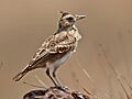 Malabar Crested Lark