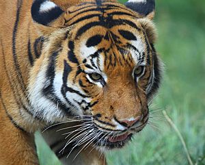 Malay tiger