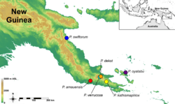 Map of Paedophryne localities 2