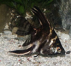 Marbled angelfish