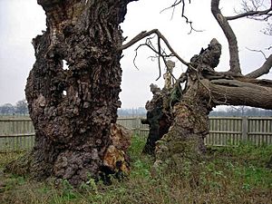 Mediaeval Oak