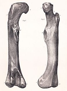 Megalosaurus femur