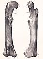 Megalosaurus femur