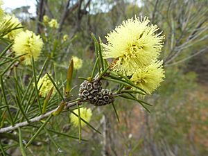 Melaleuca vinnula (leaves, flowers, fruits).JPG