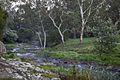 Merri Creek Coburg April 2021