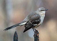 Mockingbird in Bay Ridge (85082)