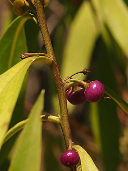 Myoporum montanum