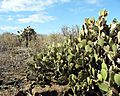 Opuntia helleri.JPG